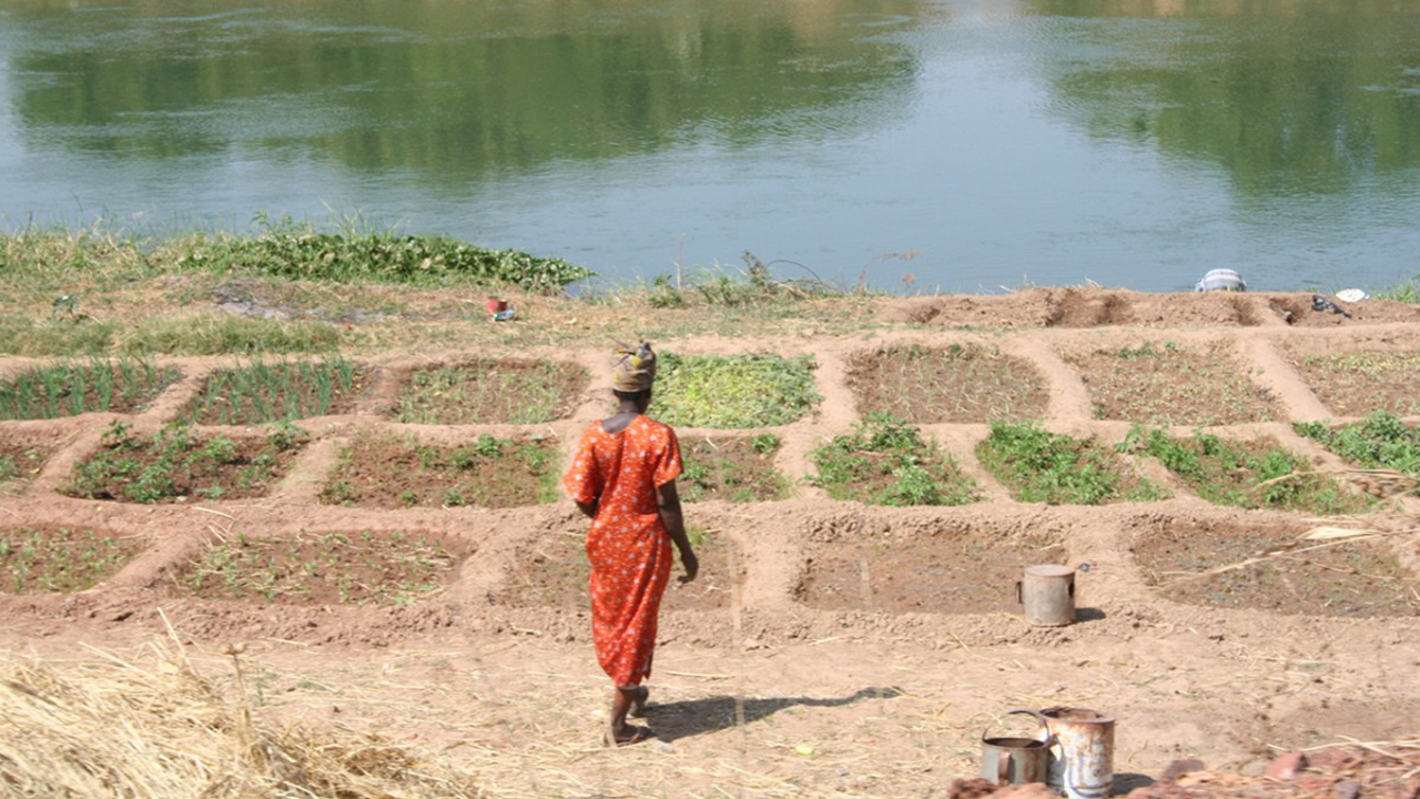 A woman looking at crops near water.